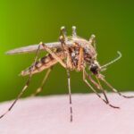 Cómo evitar los mosquitos en casa