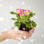 Cómo proteger las plantas en invierno