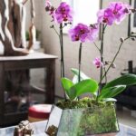 Cómo regar orquídea en jarrón de cristal