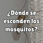 Por qué hay tantos mosquitos pequeños en mi casa