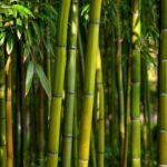 Qué hacer con cañas de bambú